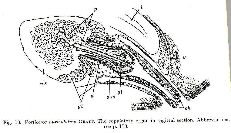 Fig Vorticeros auriculatum