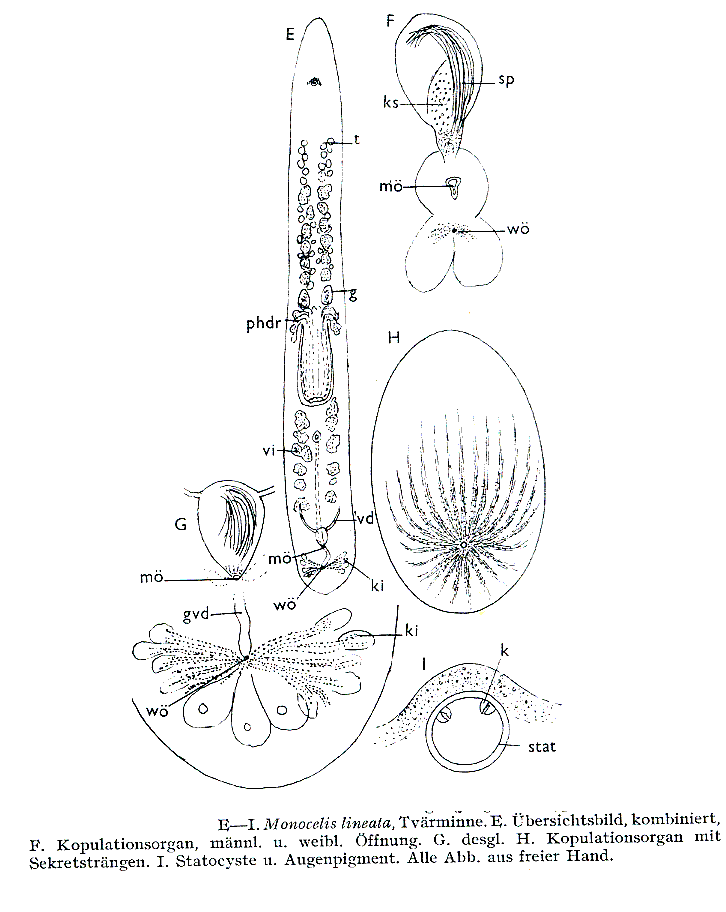 Fig Monocelis lineata