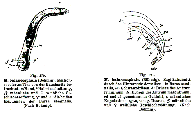 Fig Monocelis balanocephala