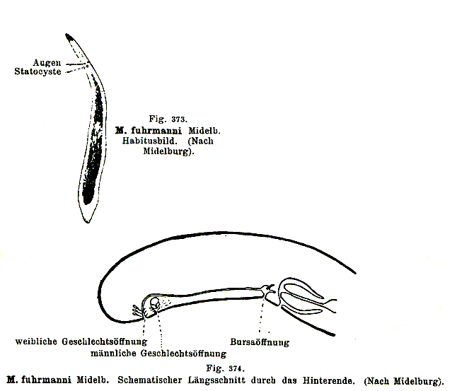 Fig Monocelis fuhrmanni