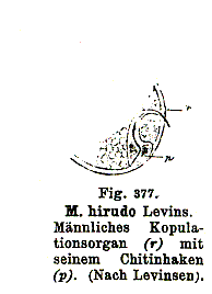 Fig Monocelis hirudo