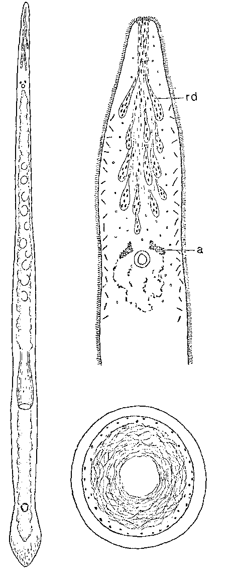 Fig Monocelis oculifera