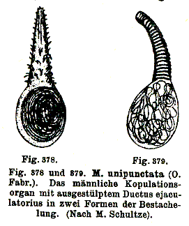 Fig Archiloa unipunctata