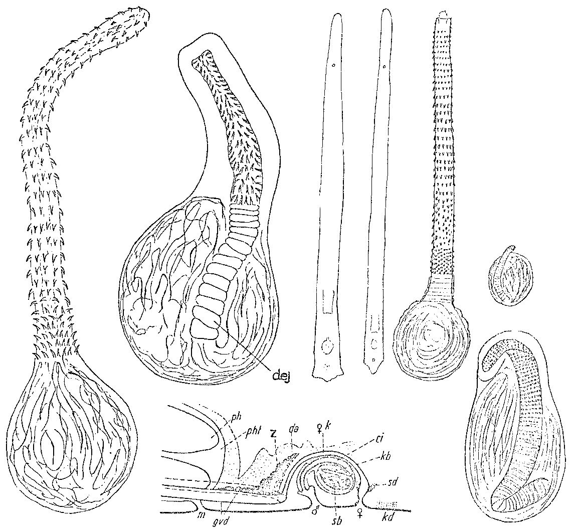 Fig Monocelis unipunctata (2)