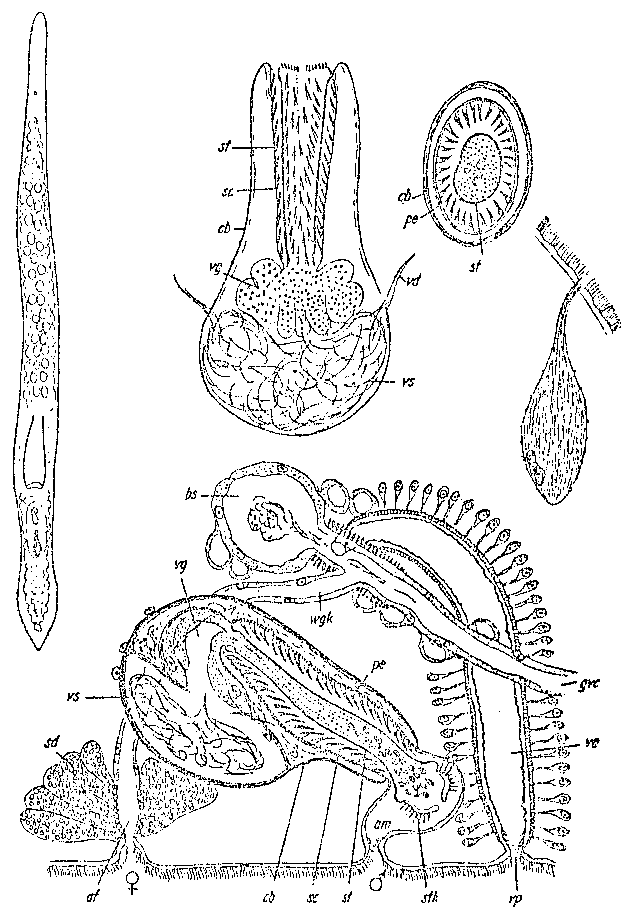 Fig Archiloa endostyla