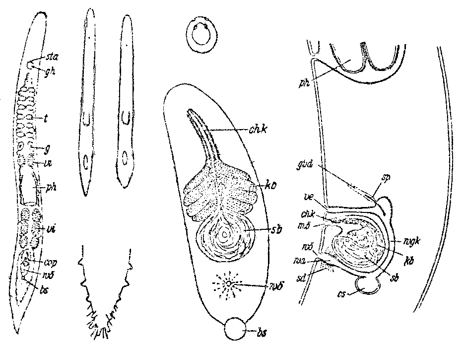 Fig Monocelopsis otoplanoides