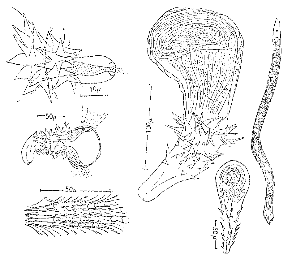 Fig Monocelis unipunctata (1)