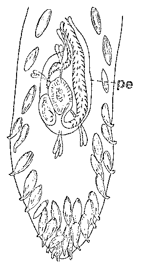 Fig Archiloa westbladi