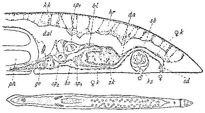 Fig Pseudomonocelis agilis