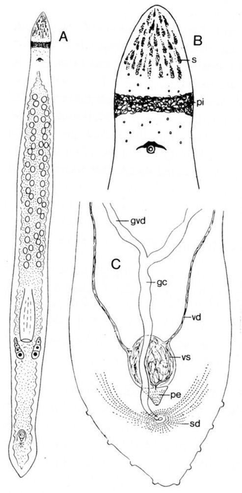 Fig Monocelis agilis