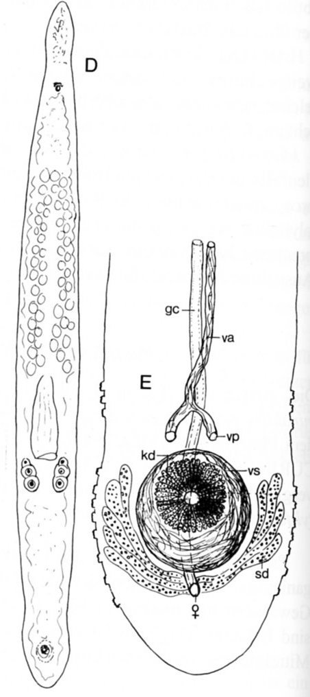 Fig Monocelis ophiocephala