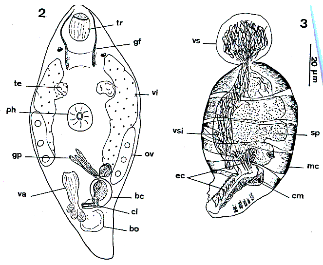 Fig Toia calceformis