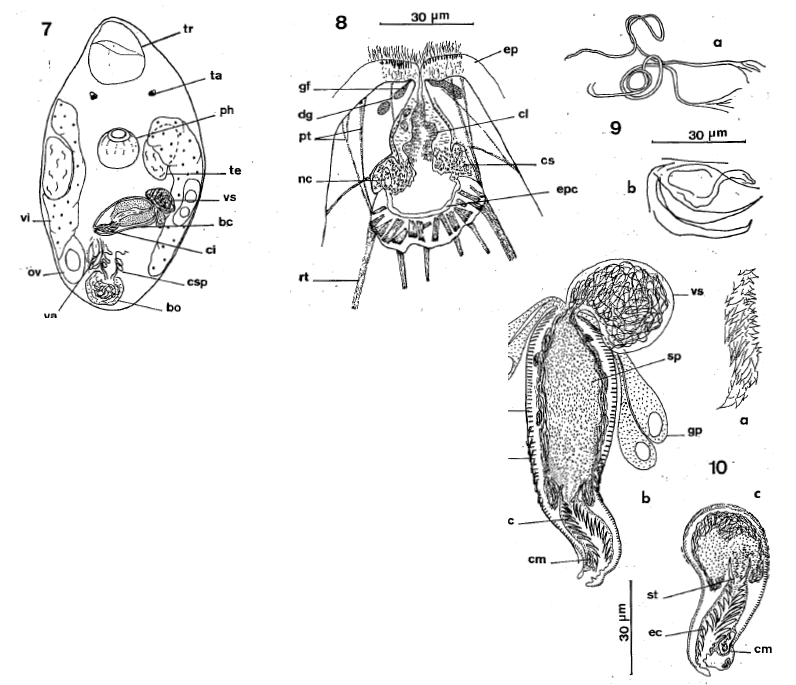 Fig Pocillorhynchus agilis