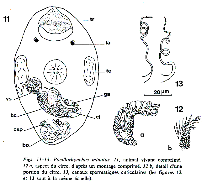 Fig Pocillorhynchus minutus