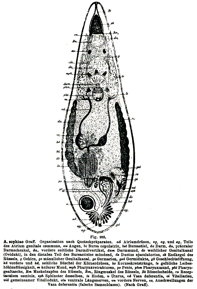 Fig Acrorhynchus sophiae