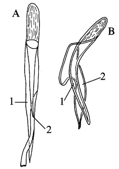 Fig Polycystis steueri