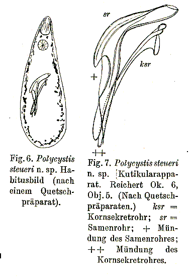 Fig Polycystis steueri