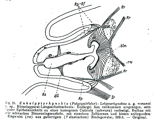 Fig Lekanorhynchus remanei