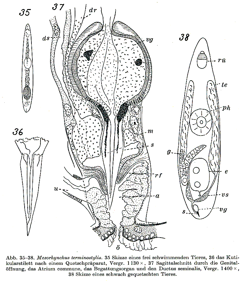 Fig Mesorhynchus terminostylis