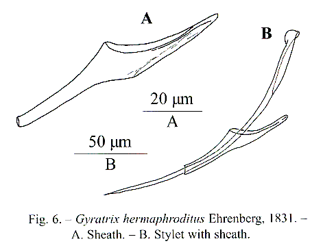 Fig Gyratrix hermaphroditus