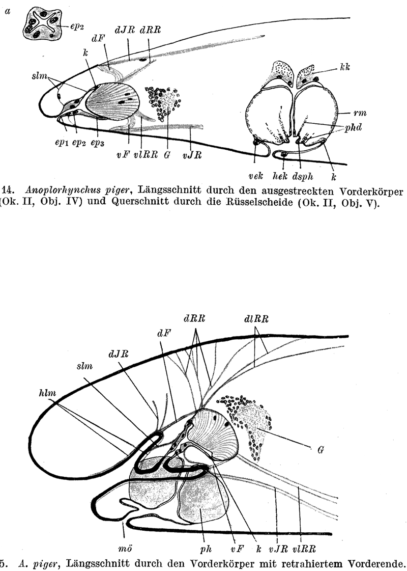 Fig Anoplorhynchus piger