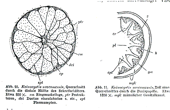 Fig Koinocystis neocomensis