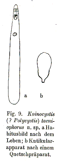 Fig Koinocystis taeniophoris