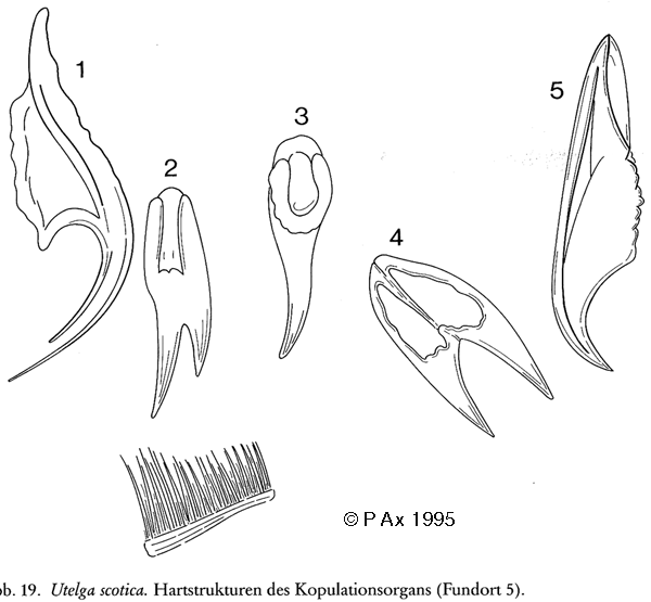 Fig Reinhardorhynchus  scotica