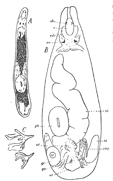 Fig Gnathorhynchus krogeni