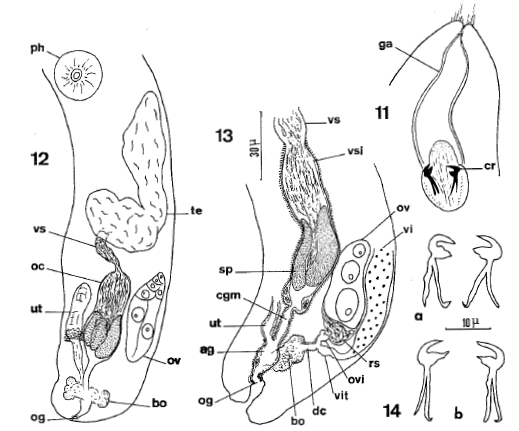 Fig Gnathorhynchus rostellatus
