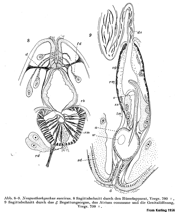 Fig Neognathorhynchus suecicus