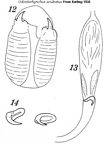 Fig Odontorhynchus aculeatus