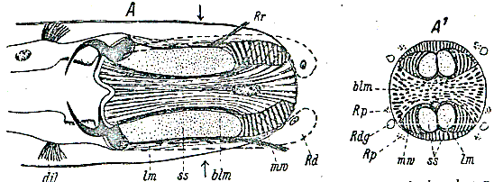 Fig Prognathorhynchus stilofer
