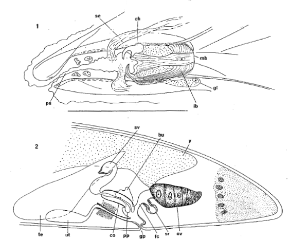 Fig Paragnathorhynchus subterraneus
