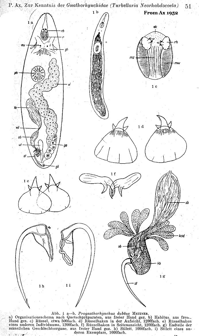 Fig Prognathorhynchus dubius