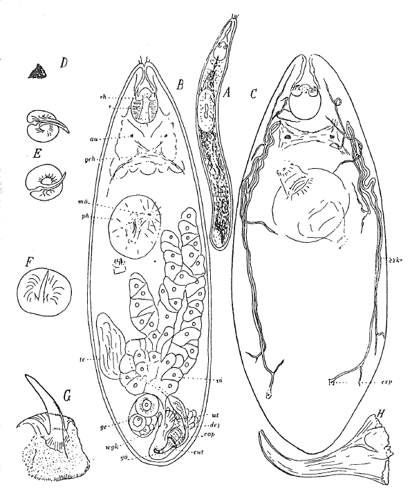 Fig Prognathorhynchus campylostylus