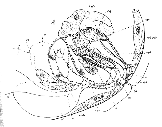 Fig Prognathorhynchus campylostylus