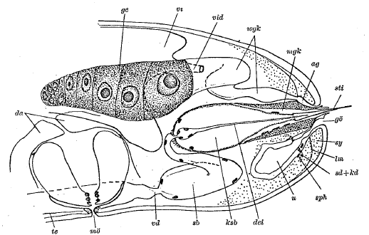 Fig Drepanorhynchides hastatus