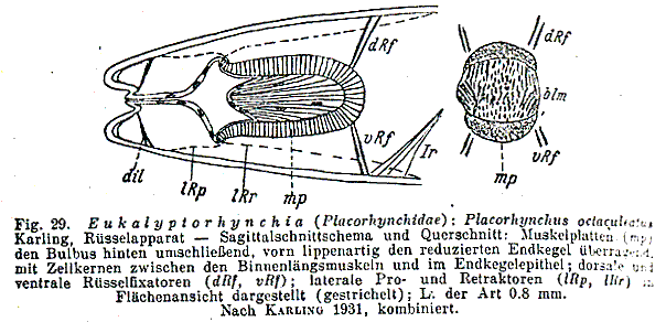 Fig Placorhynchus octaculeatus