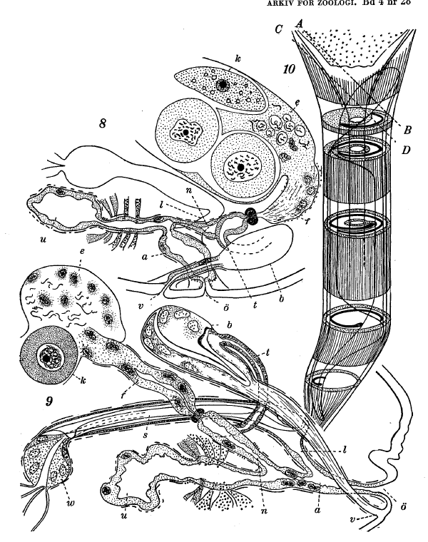 Fig Cytocystis clitellatus