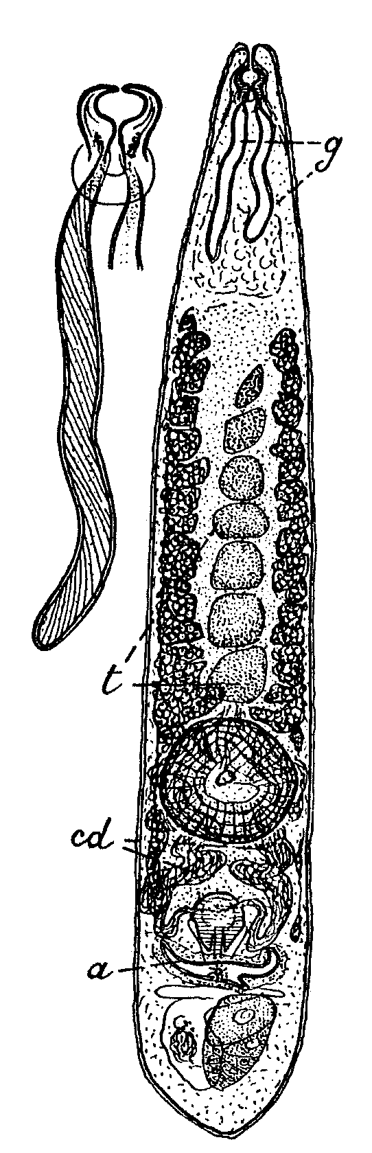 Fig Diascorhynchus glandulosus