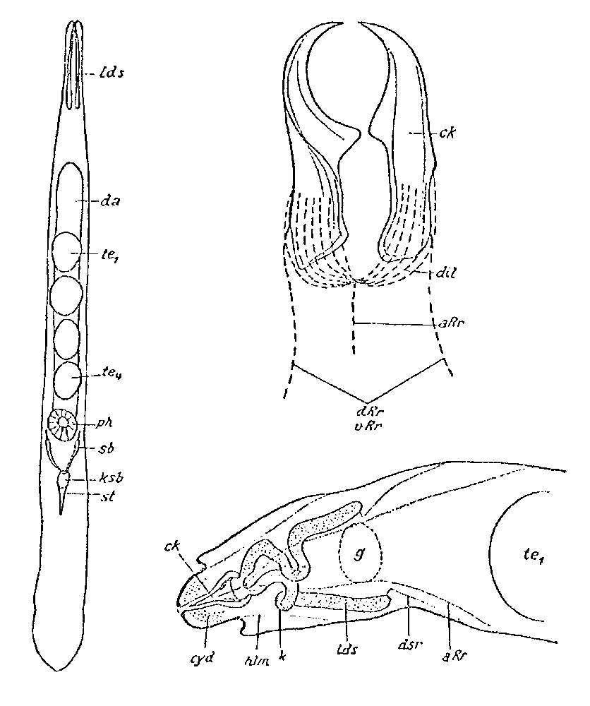 Fig Diascorhynchus borealis