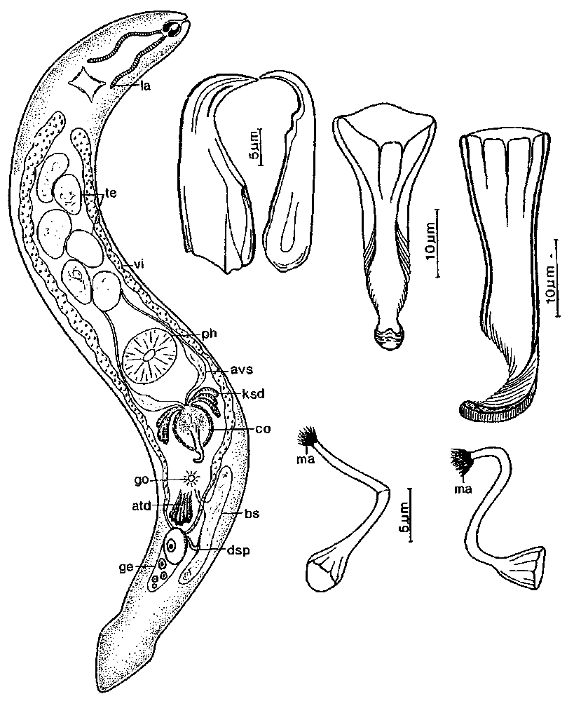 Fig Diascorhynchus bucina