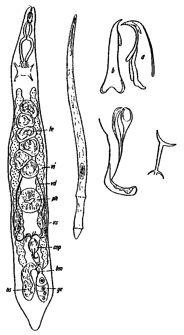 Fig Diascorhynchus caligatus