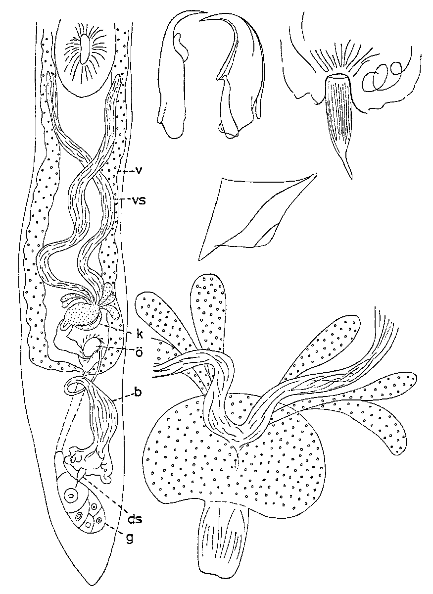 Fig Diascorhynchus lappvikensis