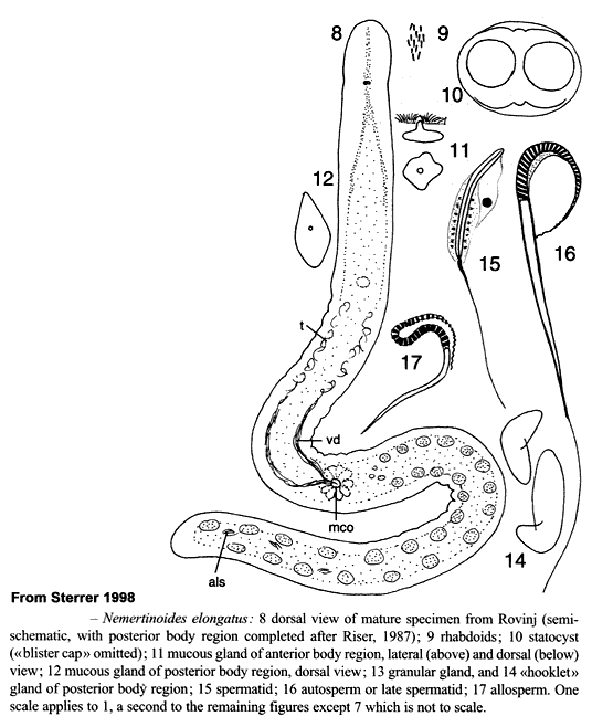 Fig Nemertinoides elongatus
