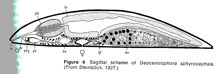 Fig Geocentrophora sphyrocephala