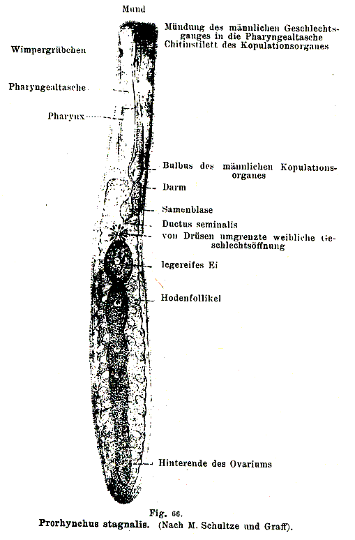 Fig Prorhynchus stagnalis