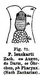 Fig Prorhynchus leuckarti