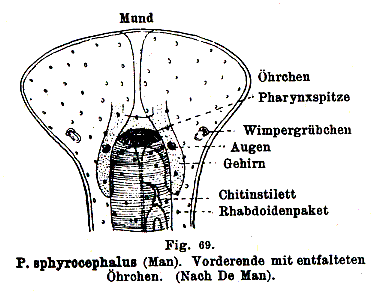 Fig Prorhynchus hygrophilus